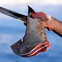 Shark Finning